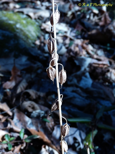{Tipularia discolor}